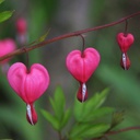 Løjtnantshjerte - Dicentra Spectabilis - BIO