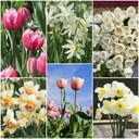 Afskårne blomsterhave - BIO