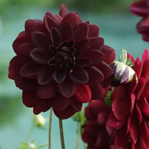[B1047-1] Dahlia Arabian Night - BIO (1 løg)