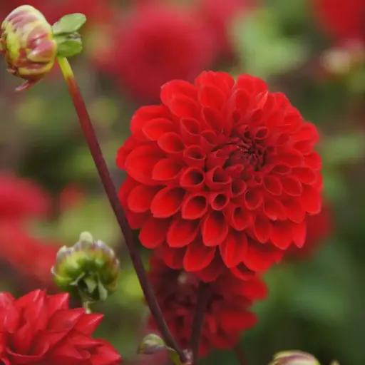 [B1052-1] Dahlia Viking - BIO (1 løg)