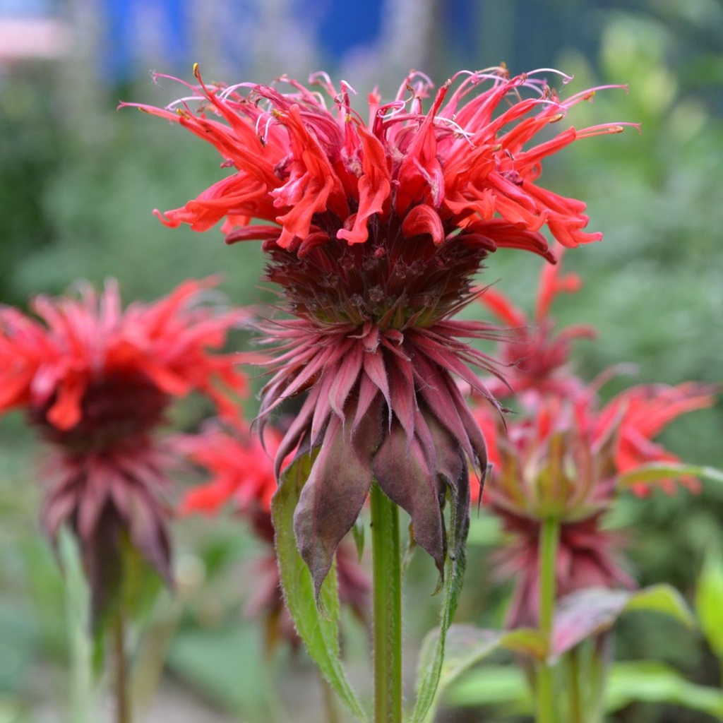 Hestemynte - Monarda Fireball - BIO