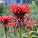 Hestemynte - Monarda Fireball - BIO