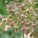 Honningløg - Allium Siculum - BIO