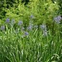 Blå Prærielilje - Camassia Leichtlinii Caerulea - BIO