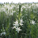 Hvid Prærielilje - Camassia Leichtlinii Sacajawea - BIO