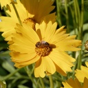 Coreopsis Grandiflora - BIO