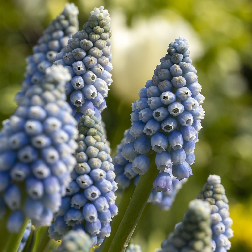 Perlehyacint - Muscari Early Bird - BIO