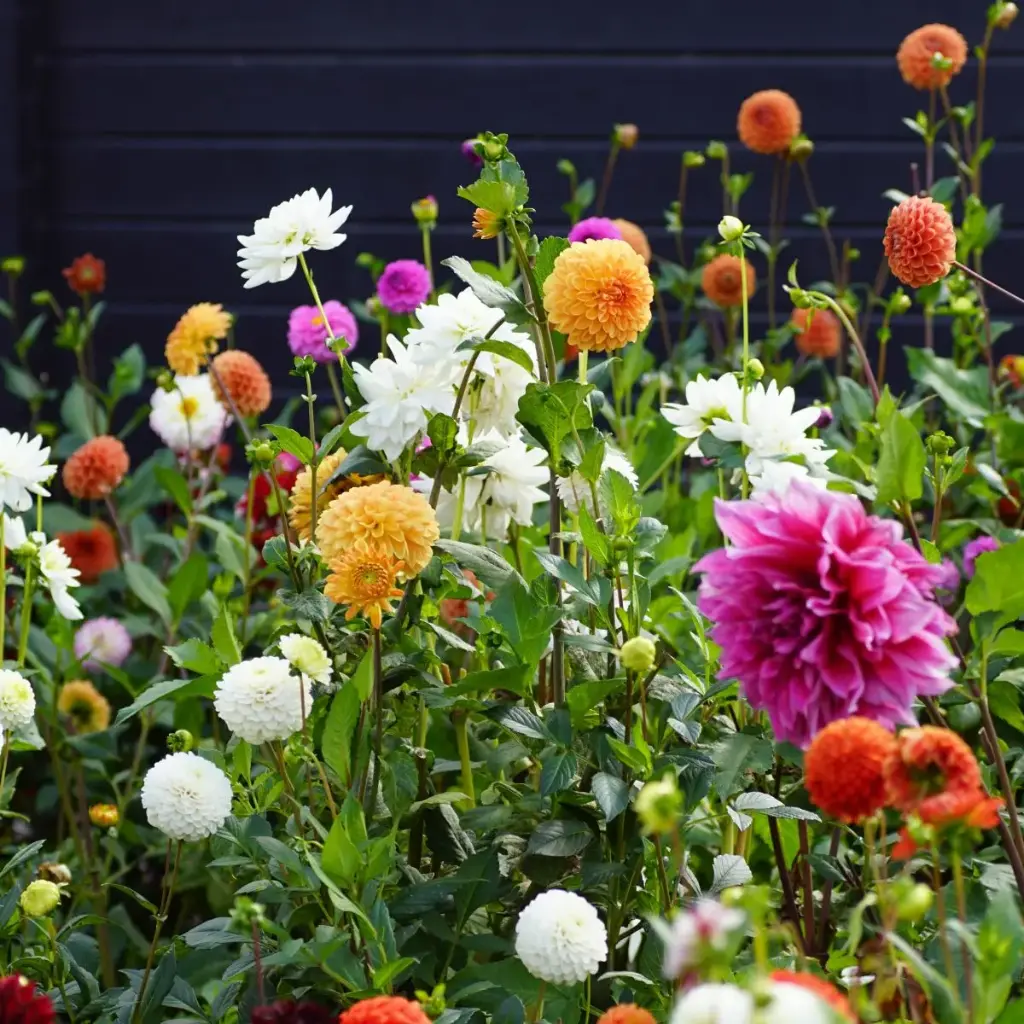 Dahlia  Plukkehave Mix 3 ST - BIO