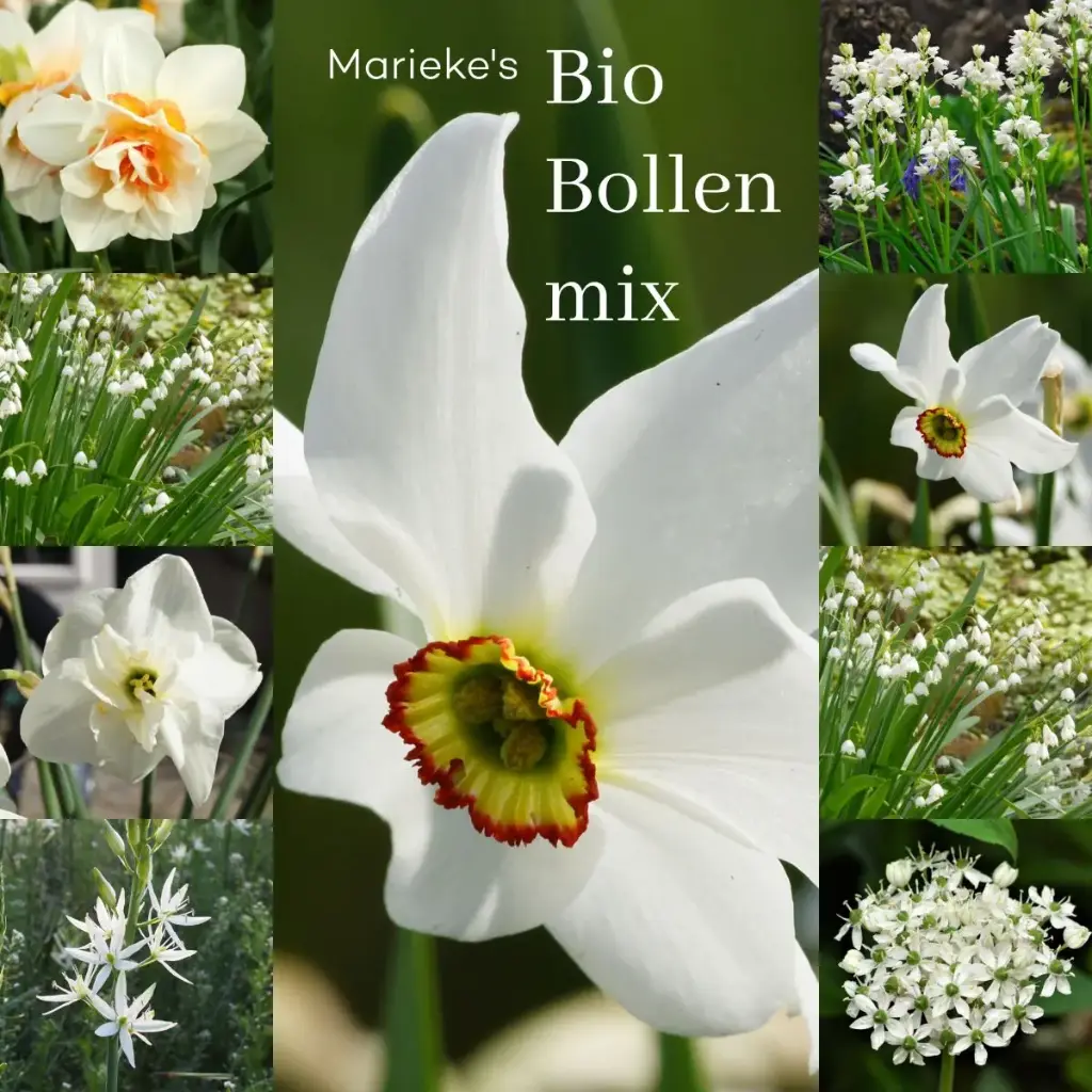 Marieke's Blomsterhave 2 m2 - BIO 