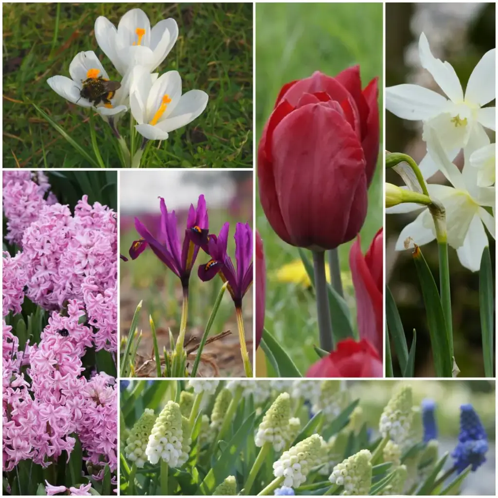 Lasagne forårsbloomers lilla-rosa - BIO 