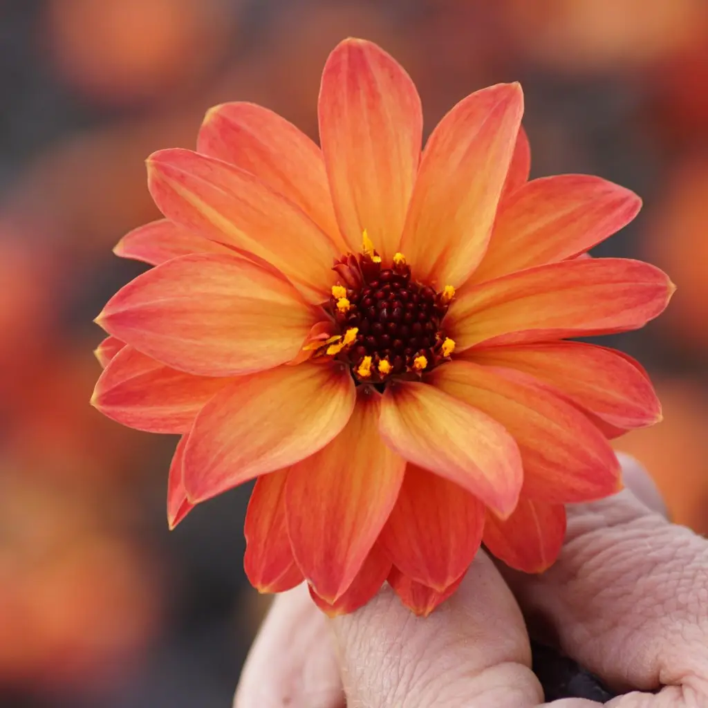 Dahlia Little Rascal - BIO
