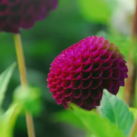 Dahlia Natal - BIO