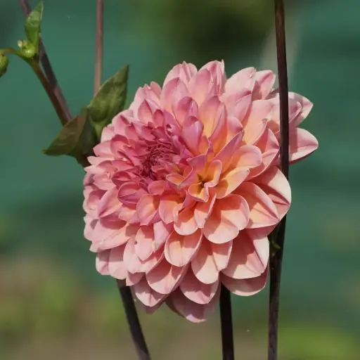 [B1065-1] Dahlia Phyllis Farmer - BIO (1 løg)
