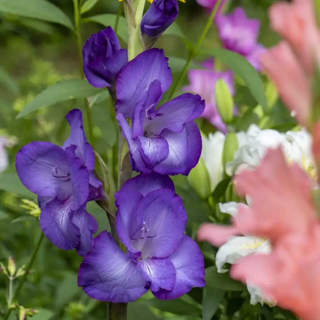 Gladiolus Performer - BIO