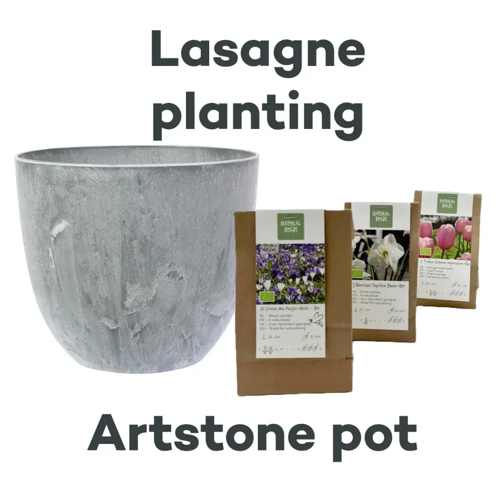 Bulb Lasagne with Artstone pot Grey - BIO