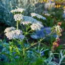Almindelig røllike - Achillea millefolium - BIO
