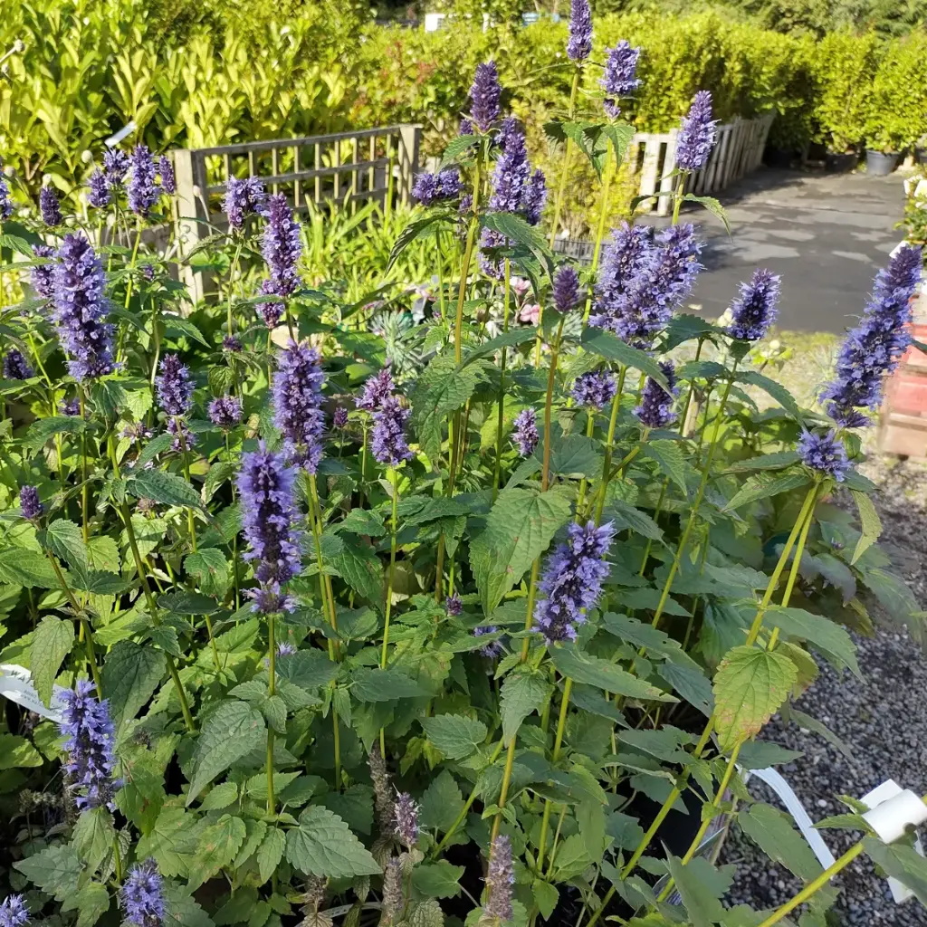 Anisisop - Agastache Black Adder - BIO