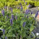 Anisisop - Agastache Black Adder - BIO