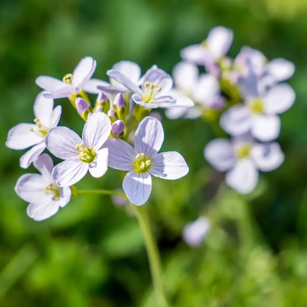 Cardamine pratensis - BIO