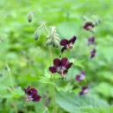 Geranium phaeum - Bølgekronet Storkenæb - BIO