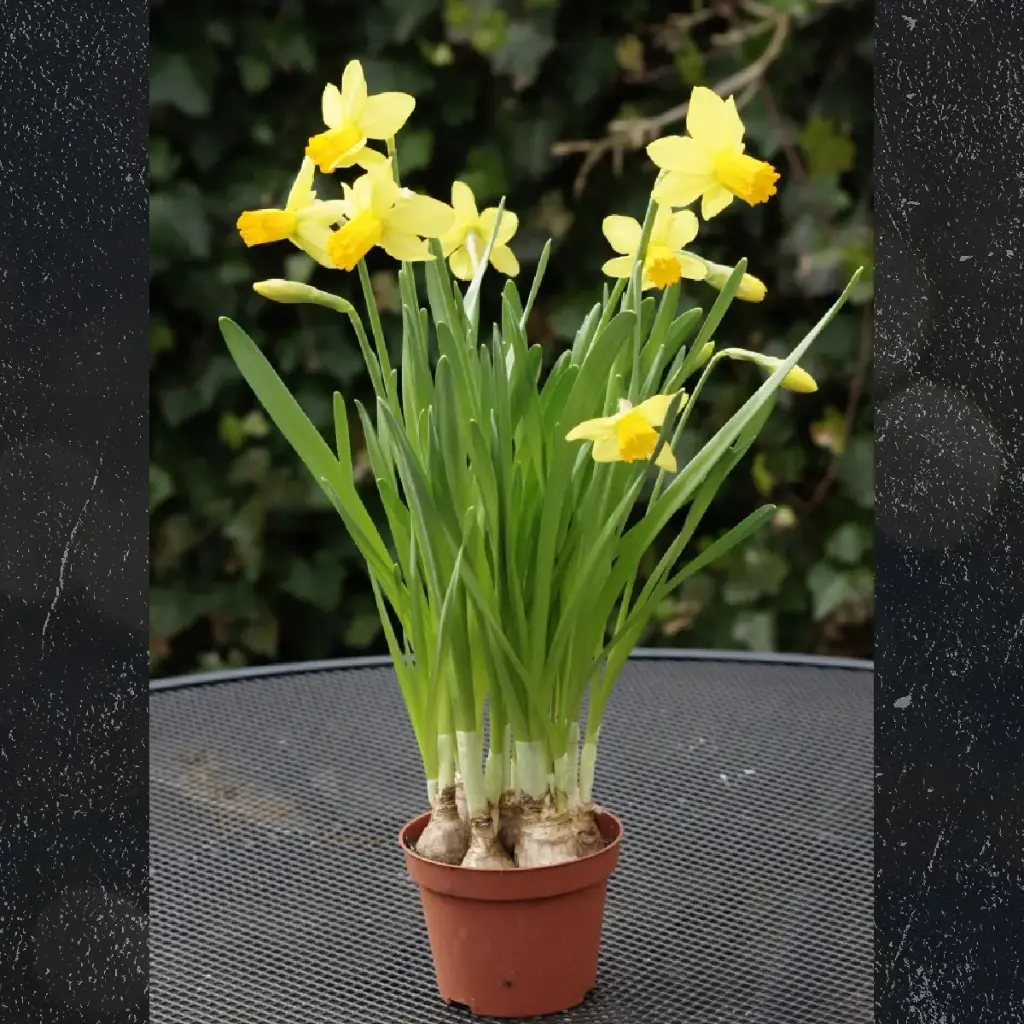 Narcis Jetfire op pot - BIO