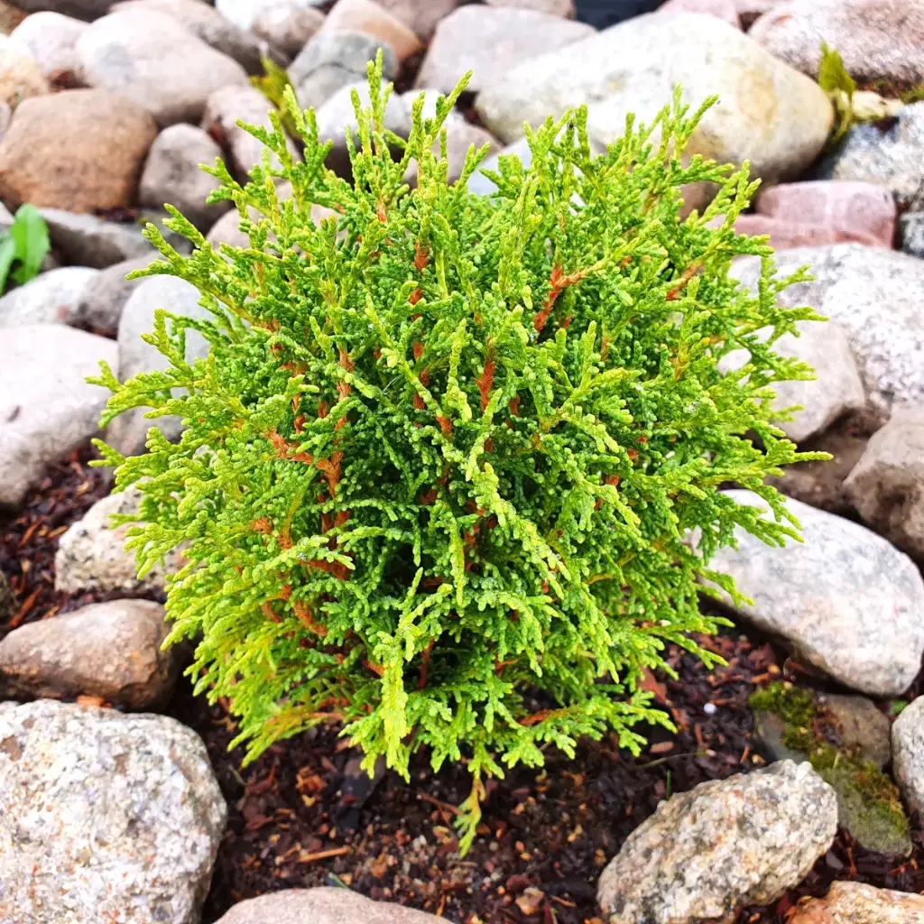 Thuja occidentalis 'Tiny Tim' - BIO