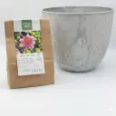 Dahlia Hartenaas - BIO med Artstone potte