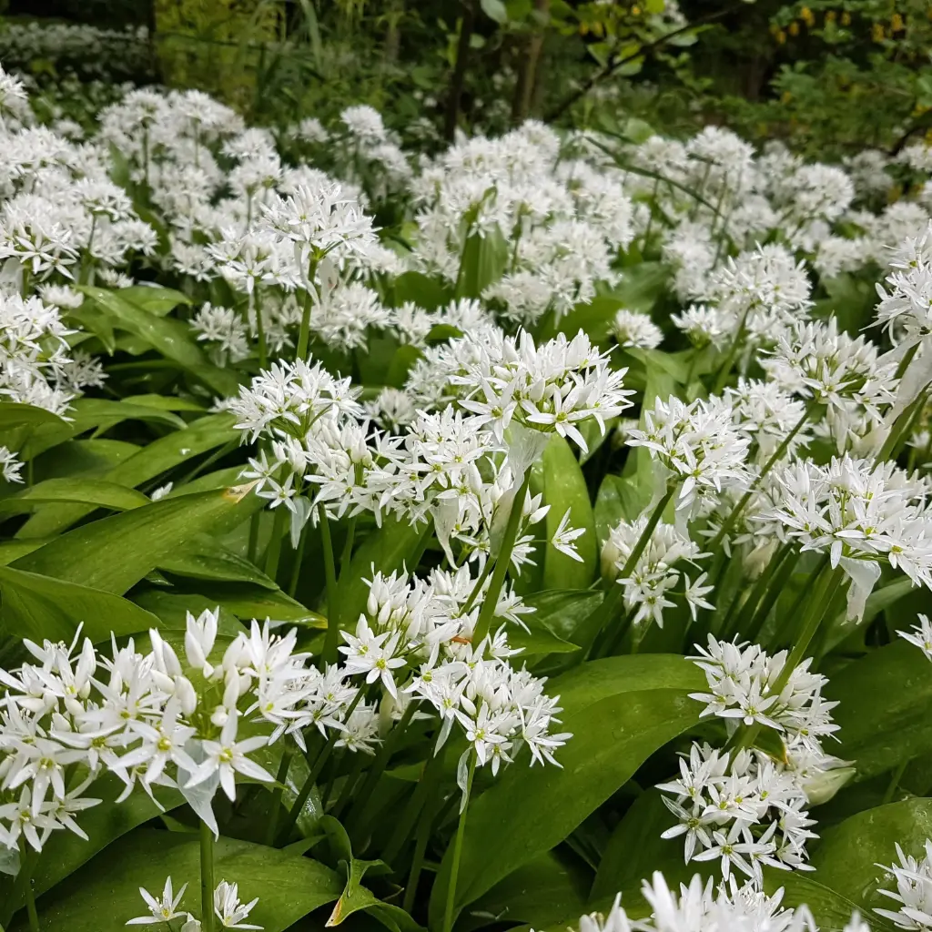 Ramsløg - Allium Ursinum - BIO