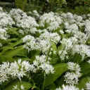 Ramsløg - Allium Ursinum - BIO