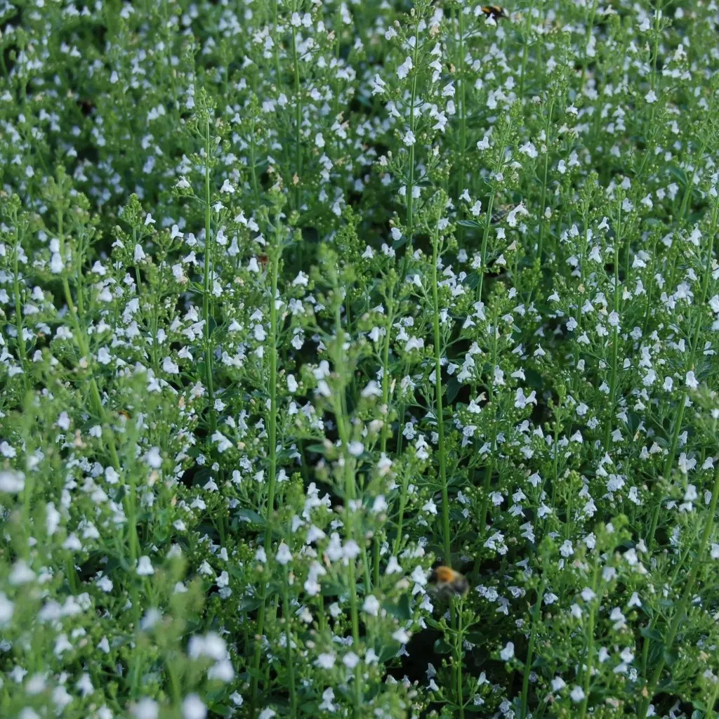 Calamintha Nepeta - P9 - BIO