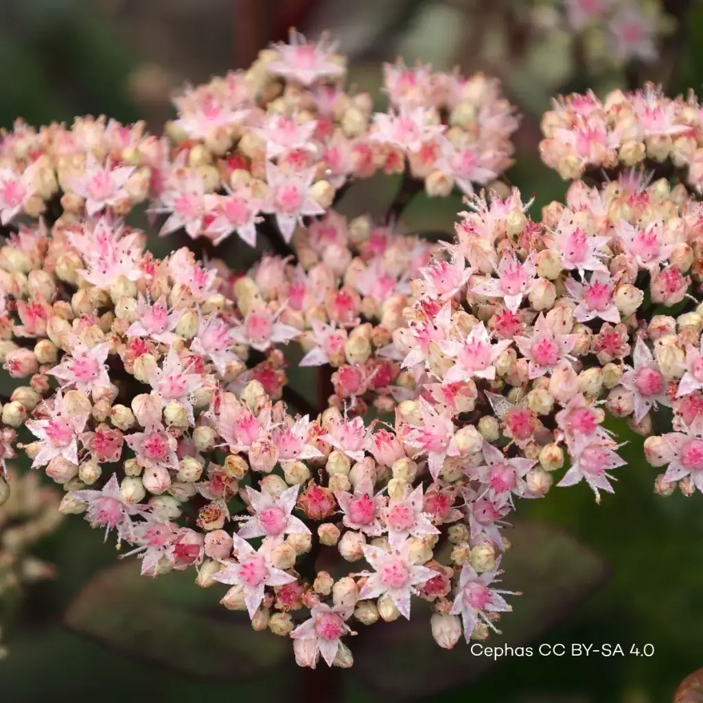 Sedum Matrona - P9 - BIO
