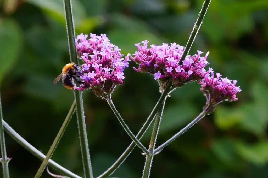 Kæmpe Verbena - Verbena Bonariensis - P9 - BIO
