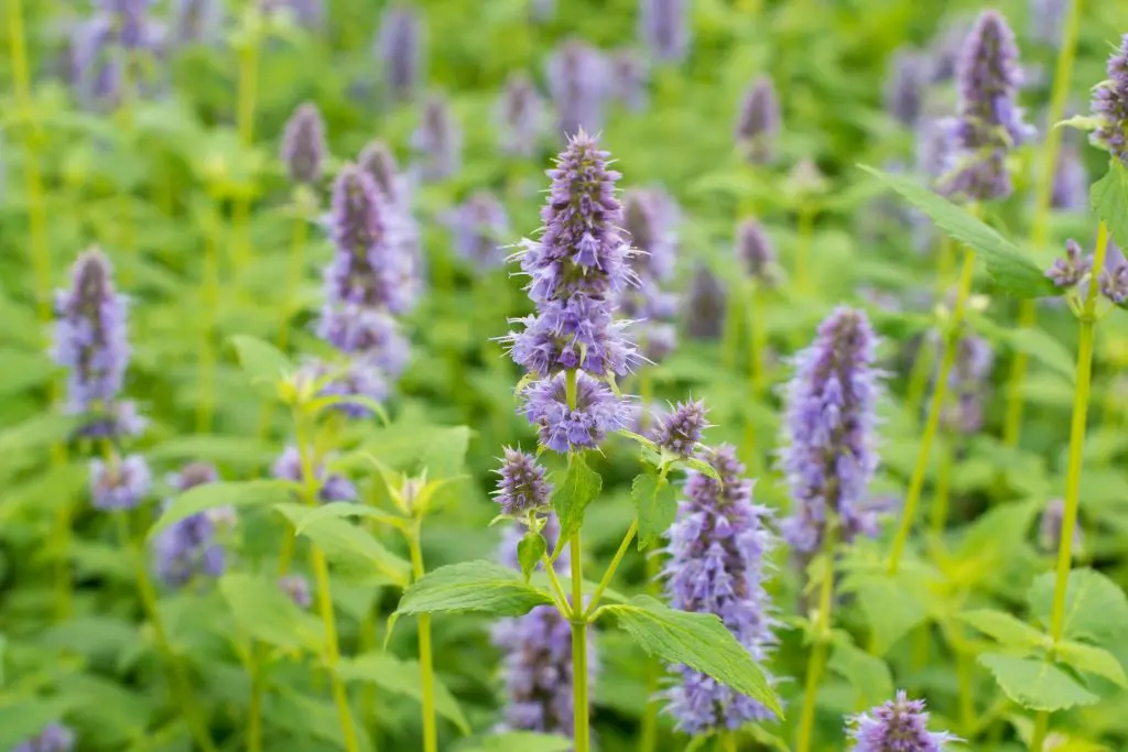 Anisisop - Agastache Blue Fortune - P9 - BIO