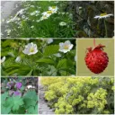 Tile Remover Garden Bed Kit partial shade 1 m² - ORG