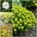 Tile Remover Garden Bed Kit shadow 1 m² - ORG