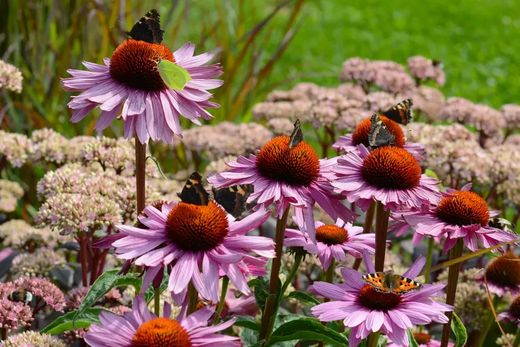 Echinacea p. Magnus - P9 - BIO