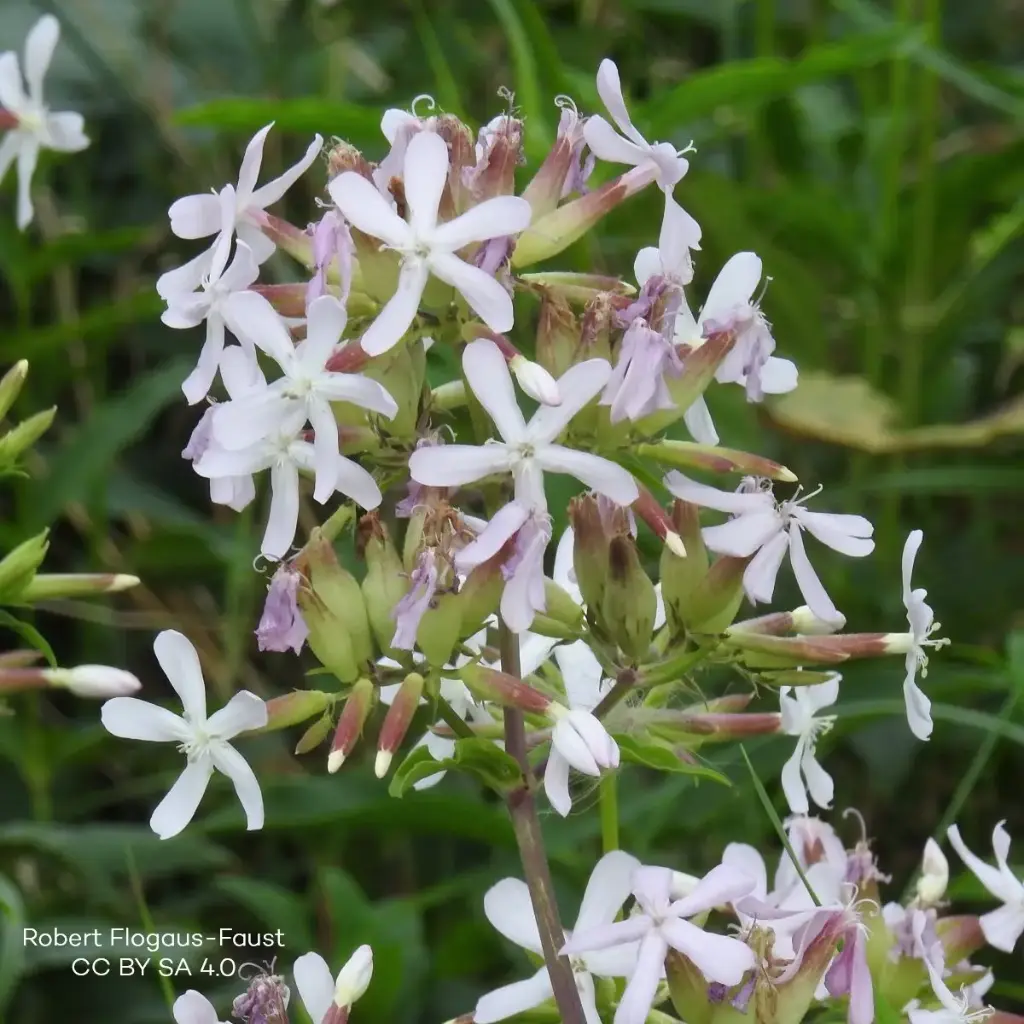 Saponaria Officinalis P9 - BIO