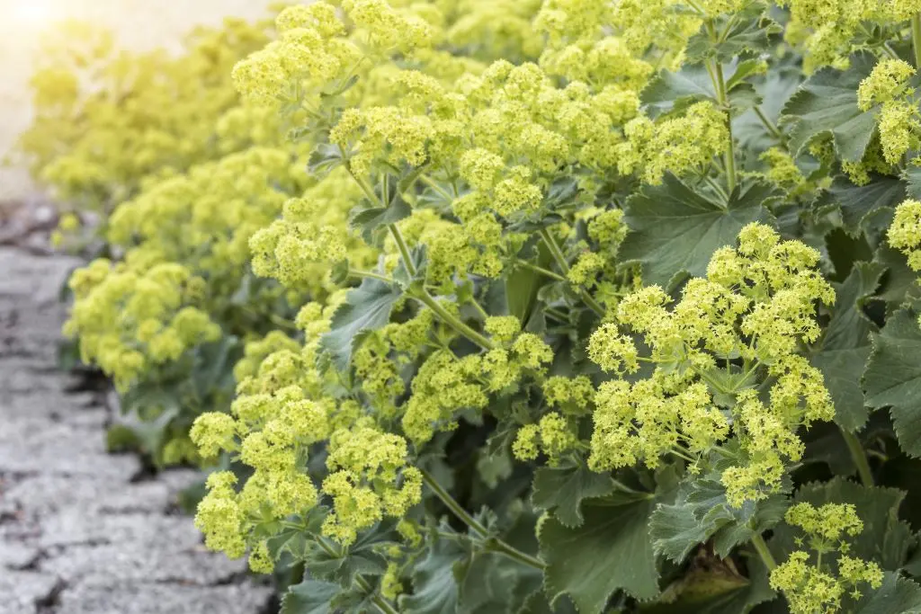 Alchemilla Mollis - P9 - BIO