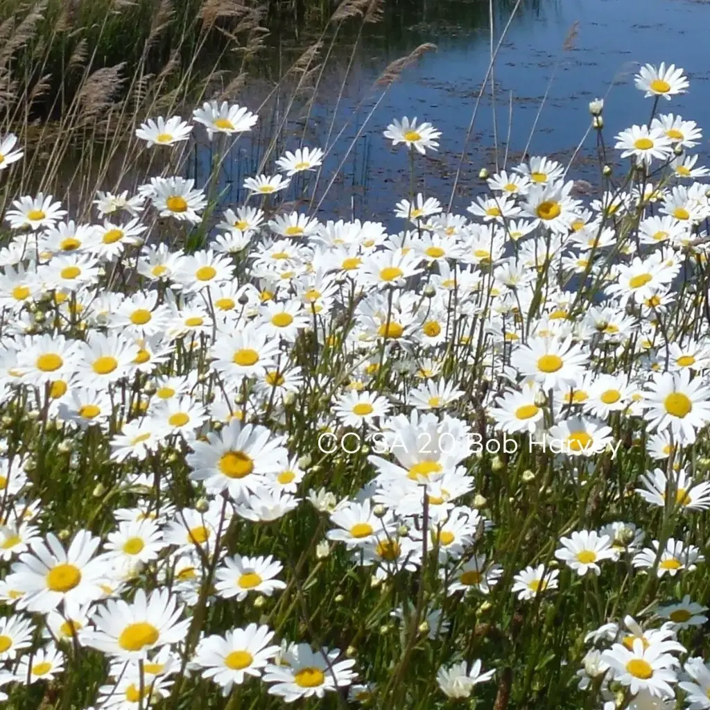 Leucanthemum Vulgare P9 - BIO