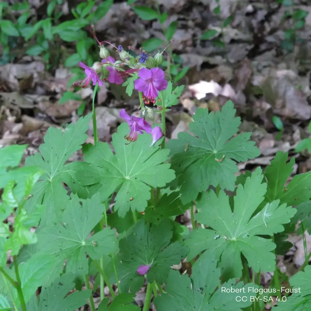 Geranium Macrorrhizum - Storrodet Storkenæb - P9 - BIO
