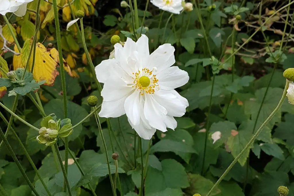 Anemone hyb. Honorine Jobert - Compact  - BIO
