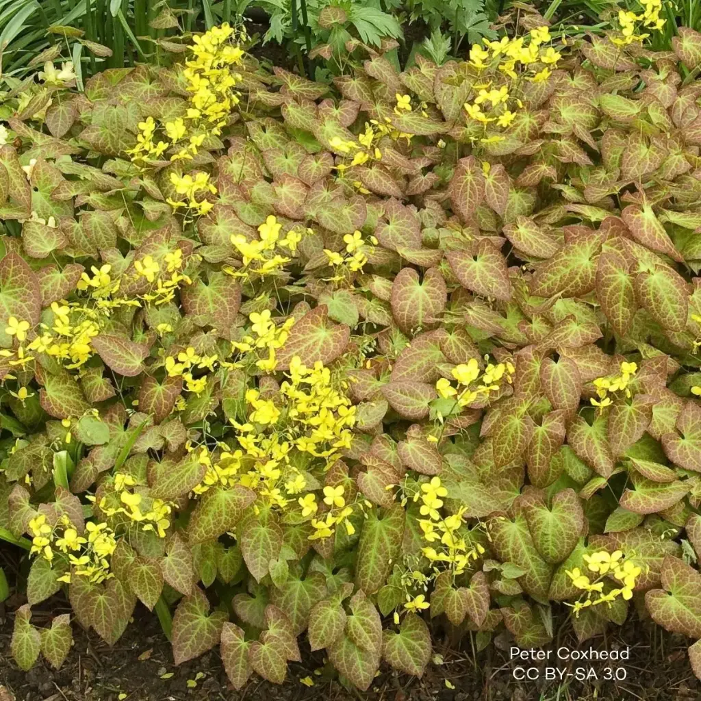 Epimedium perralc. Frohnleiten - Compact - BIO