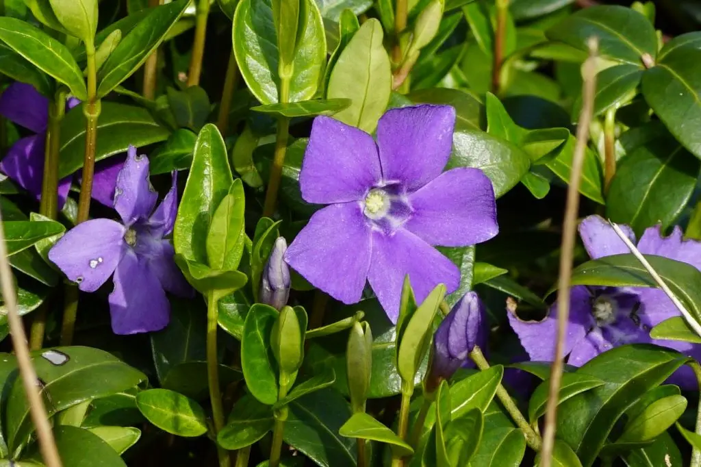 Vinca Minor P9 - BIO