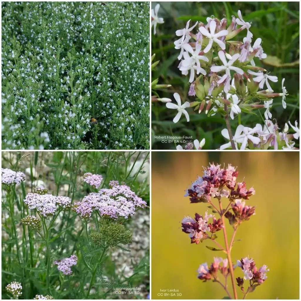 Flerårig plantepakke til sol 1 m² - BIO