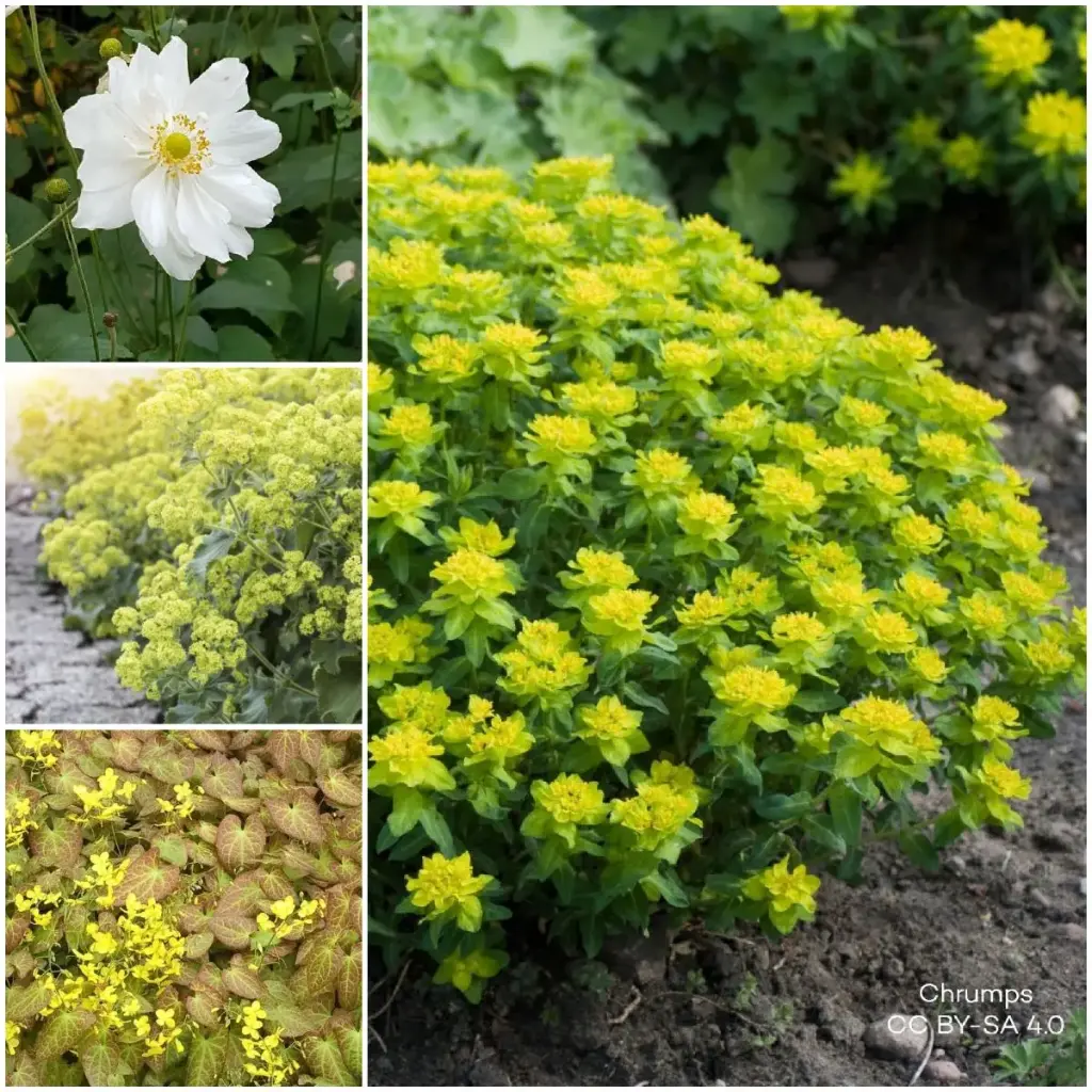 Flerårig plantepakke til Skygge 1 m² - BIO