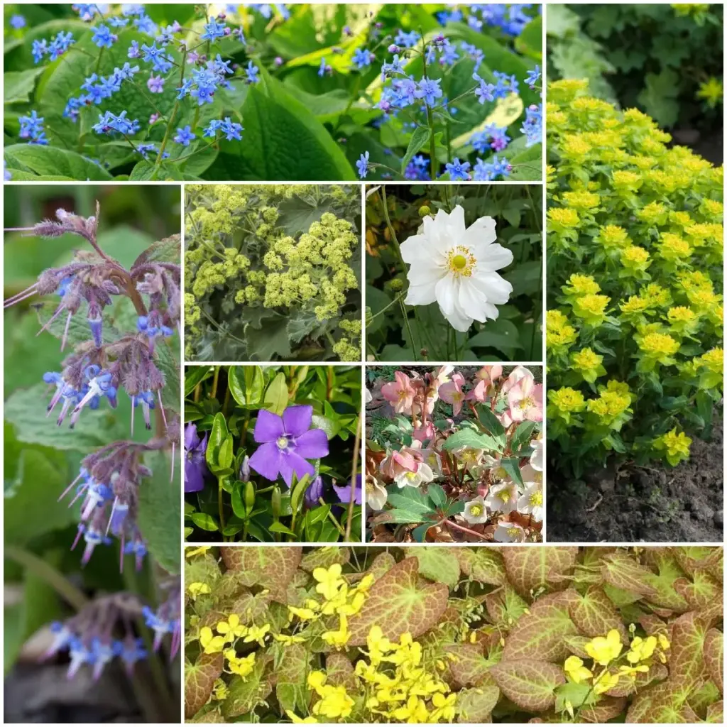 Flerårig plantepakke til Skygge 4 m² - BIO