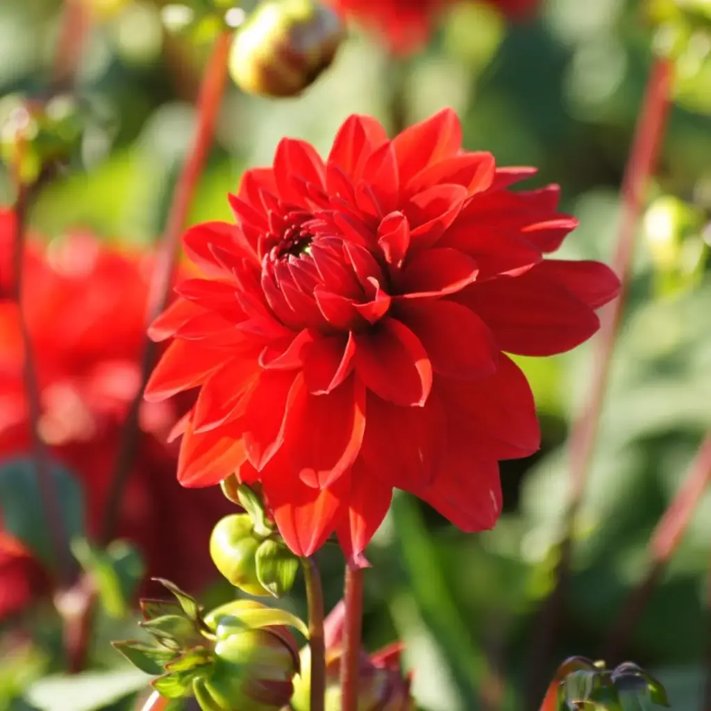 Dahlia Dekorativ Rød - BIO