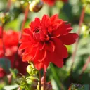 Dahlia Dekorativ Rød - BIO