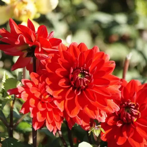 [B1069-1] Dahlia Heatwave - BIO (1 løg)