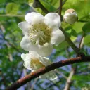 Kiwi Jenny - Frodig - BIO